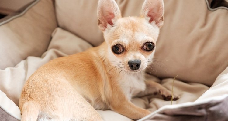 Los chihuahuas necesitan dormir muchas horas al día