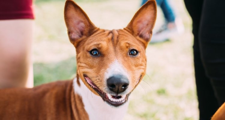 Hay que saber muy bien cómo actuar ante el carácter de un perro