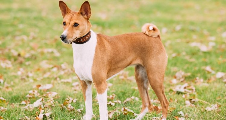 El Basenji es de lo más cariñoso con su familia