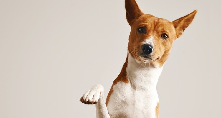 Los Basenji tienen una personalidad muy marcada