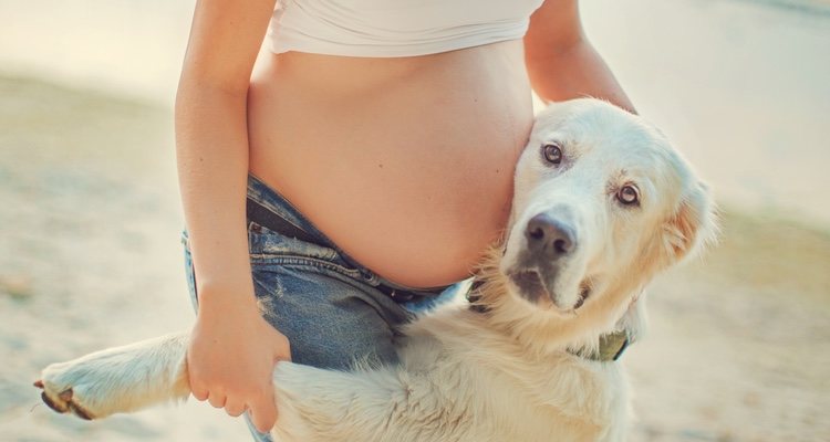 Los perros pueden conocer el momento exacto en el que dará a la mujer