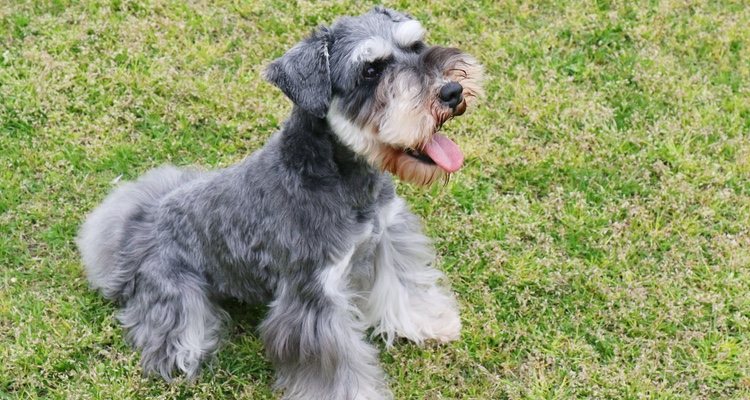 Los perros Schnauzer tienen un origen alemán un tanto peculiar