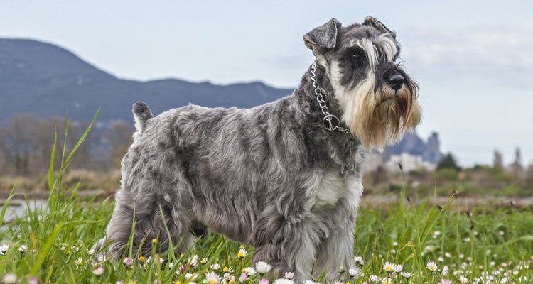 Los bigotes tienen una finalidad de lo más curiosa