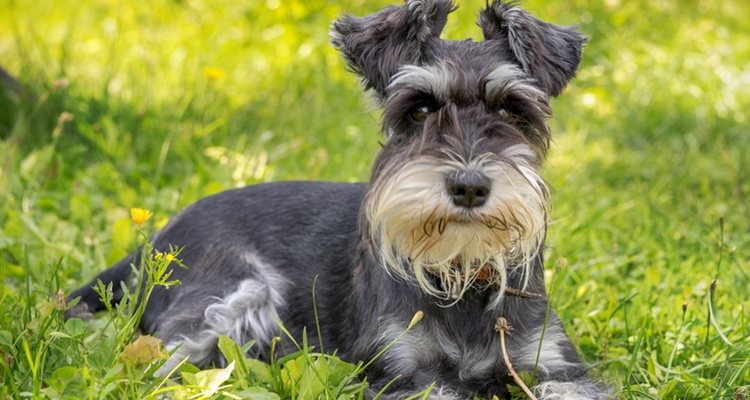 Los Schnauzer son perros muy ágiles a los que se les dan muy bien las pruebas