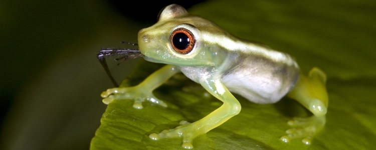 Las ranas deben comer alimentos ligeros