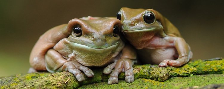 Las ranas pueden fecundar de dos tipos