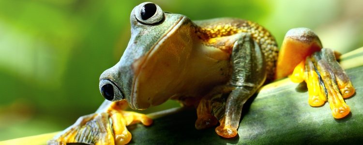 Algunas ranas cambian de color al camuflarse