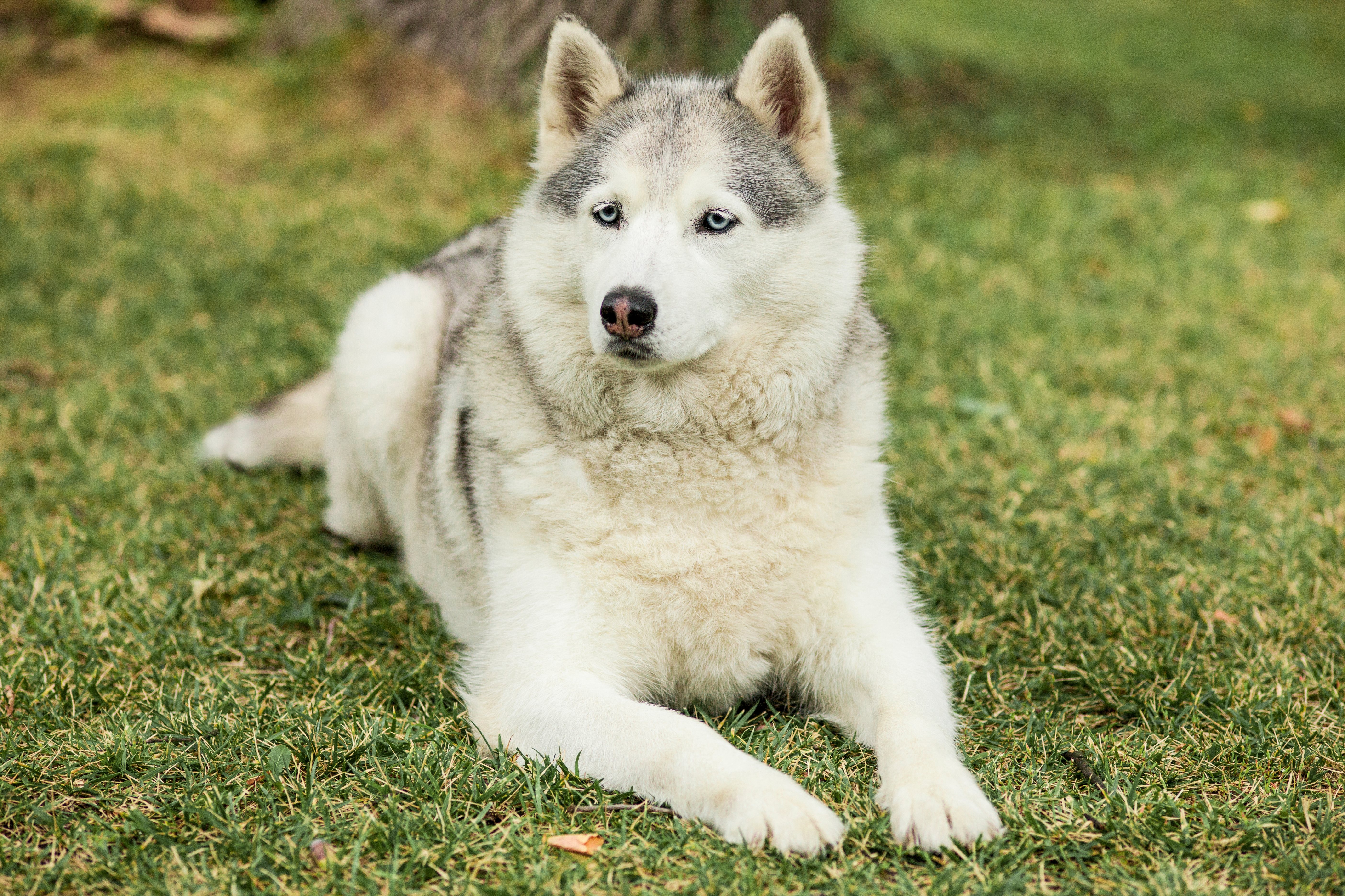 Los Husky pueden tener diversas enfermedades que se pueden tratar