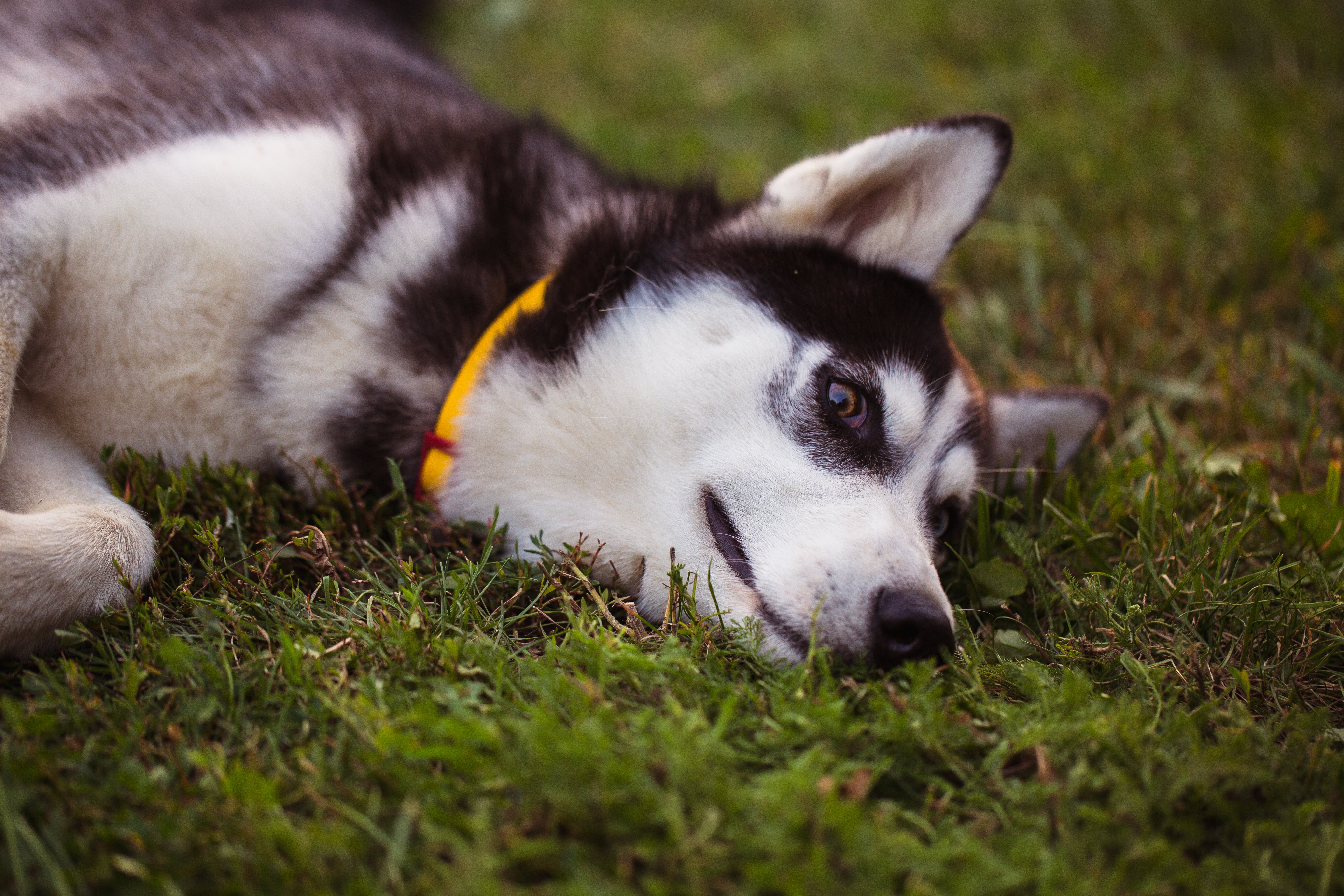 La piel de los Husky es delicada y hay que cuidarla