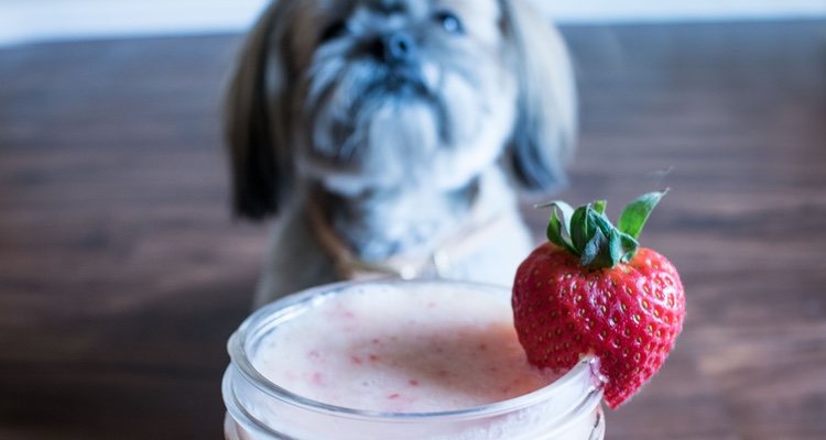 Son muchos los tipos de yogures que puede comer tu mascota