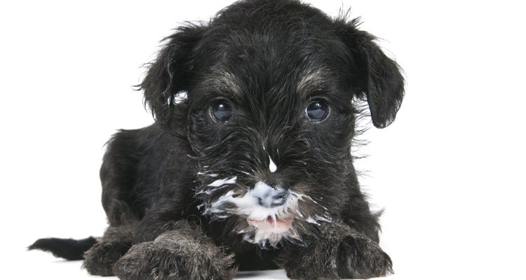 Es importante saber la cantidad de yogur que se le puede dar al perro para no pasarse