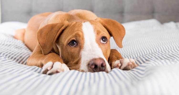 Hay algunos efectos secundarios que pueden afectar a tu perro