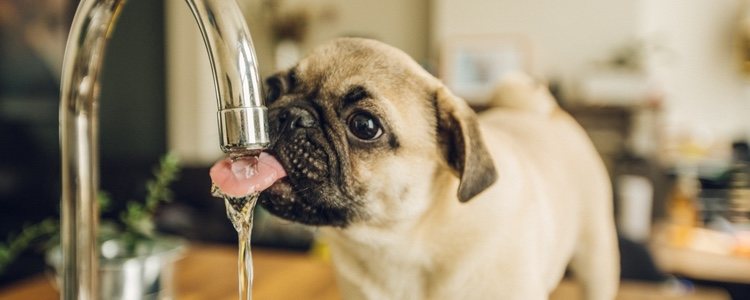 El agua es fundamental para evitar que esto pase