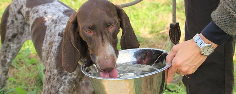 Es muy importante saber cuánta agua necesita nuestro perro para que se mantenga hidratado