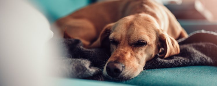 El perro se puede sentir decaído la operación