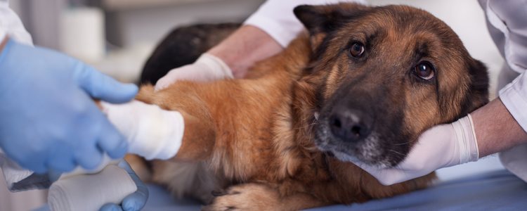 Deberás curar al animal tantas veces como te haya dicho el veterinario