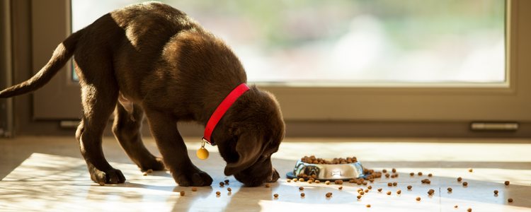 Tras la operación tu mascota perderá el apetito