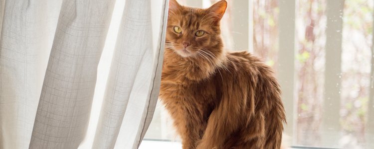 Son gatos originarios de América del Norte y se caracterizan por la forma triangular de su cabeza