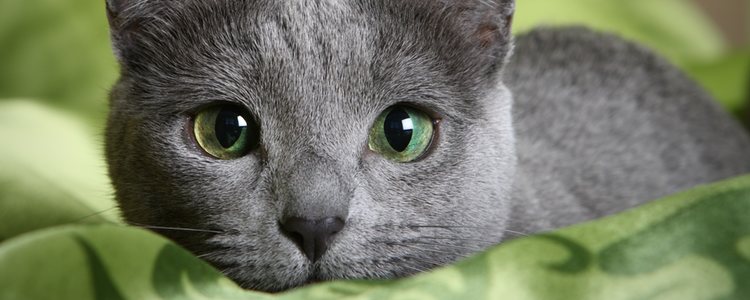 Estos gatos se caracterizan por sus ojos verdes y su inteligencia