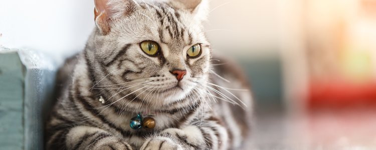 Estos son los gatos más apropiados para las personas que tengan alergía al su pelo