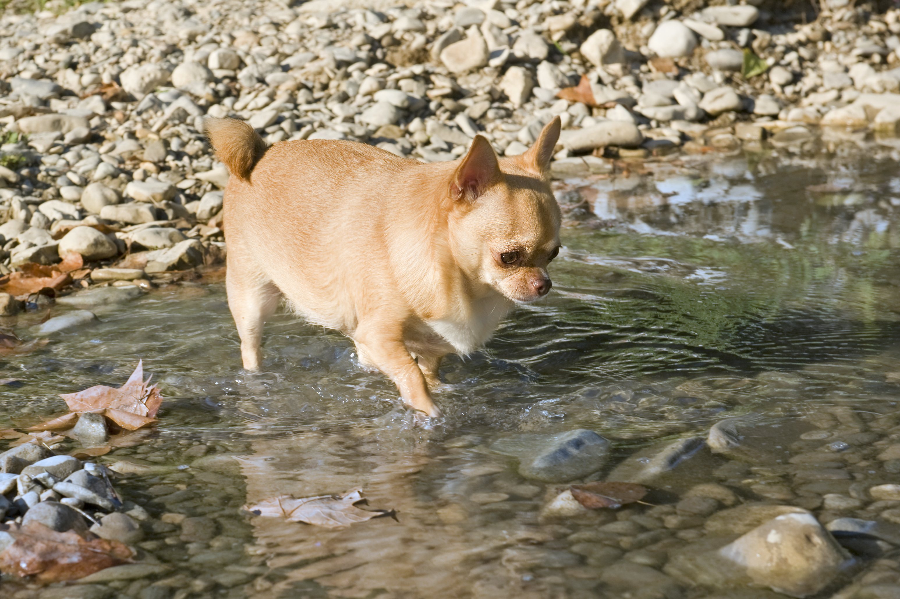 Los perros con sobrepeso pueden tener problemas de salud