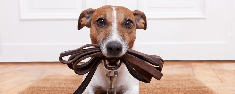 La compañía de un perro es muy importante