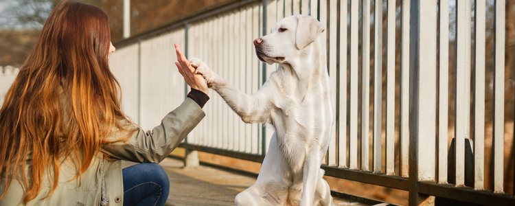 Se puede apadrinar tanto a uno como a varios perros