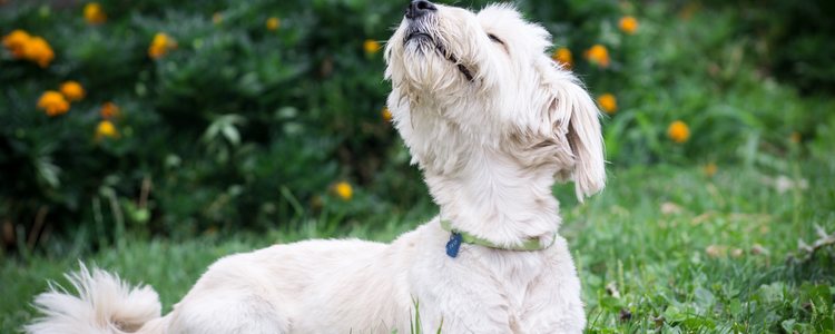 El doga se inspira en la meditación, respiración y posturas