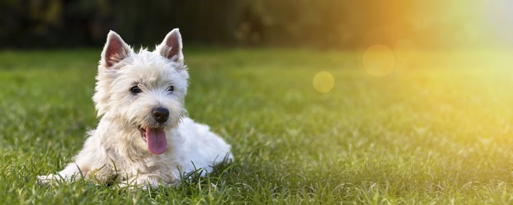 El lugar perfecto para practicar Doga es donde el perro se sienta a gusto