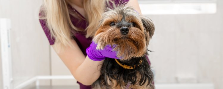 Si se detecta algo raro en la mascota se recomienda llevarla rápidamente a un veterinario