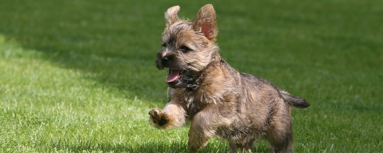 El Cairn Terrier es originario de Escocia