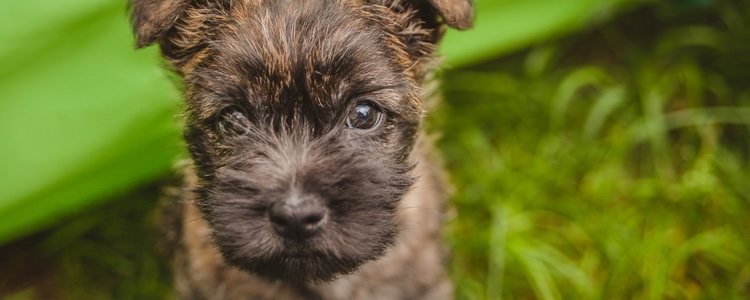 Estos perros son dóciles y obedecen bien