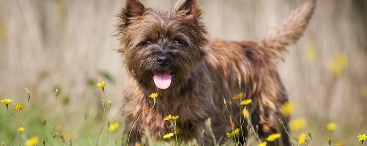 Los dientes de los perros deben estar bien cuidados