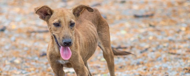 La anorexia en perros se da de una forma tan habitual como en los seres humanos