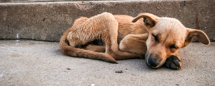 Si tu mascota pierde más de 10% de su peso habitual tendrás que llevarlo al veterinario