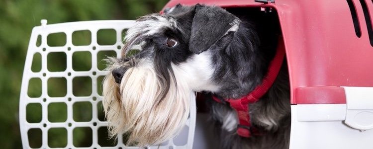 Cada mascota necesita su propio espacio para desarrollar sus funciones