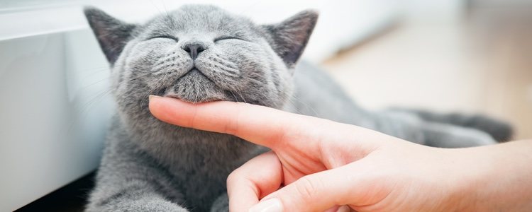 Los niños autistas que tienen gato son más felices