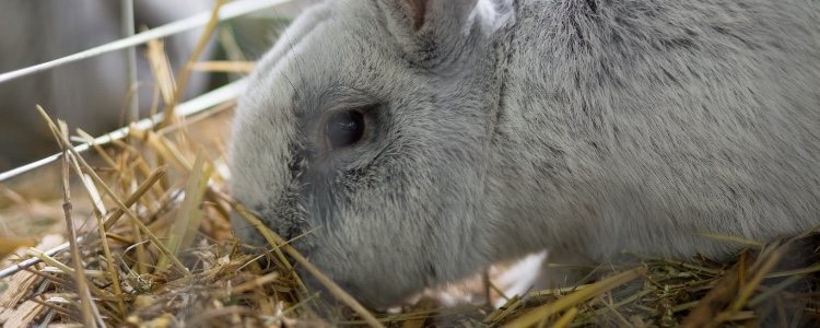 La jaula debe ser el primer accesorio a tener en cuenta para un conejo