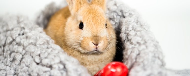 Un cama puede ser buena opción para favorecer el descanso de un conejo