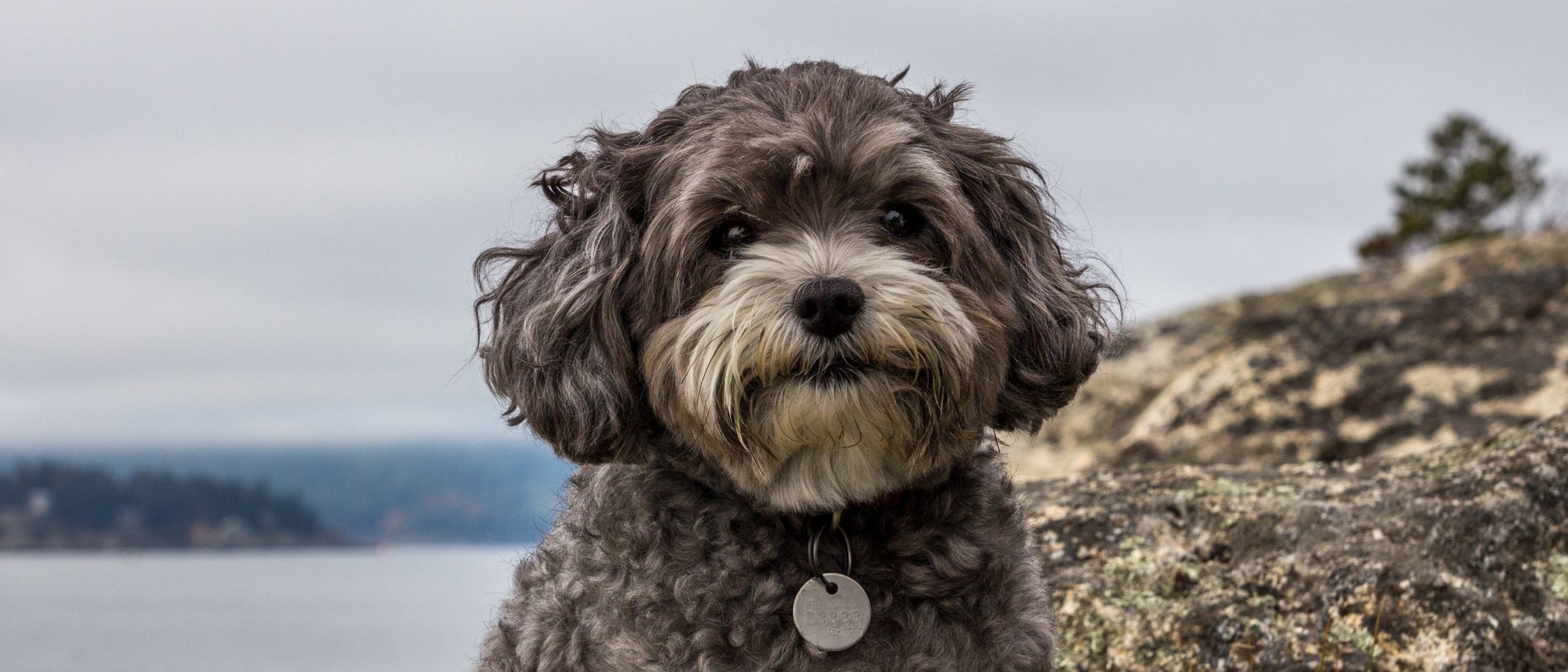 Maltipoo: conoce todo sobre esta raza híbrida de perro