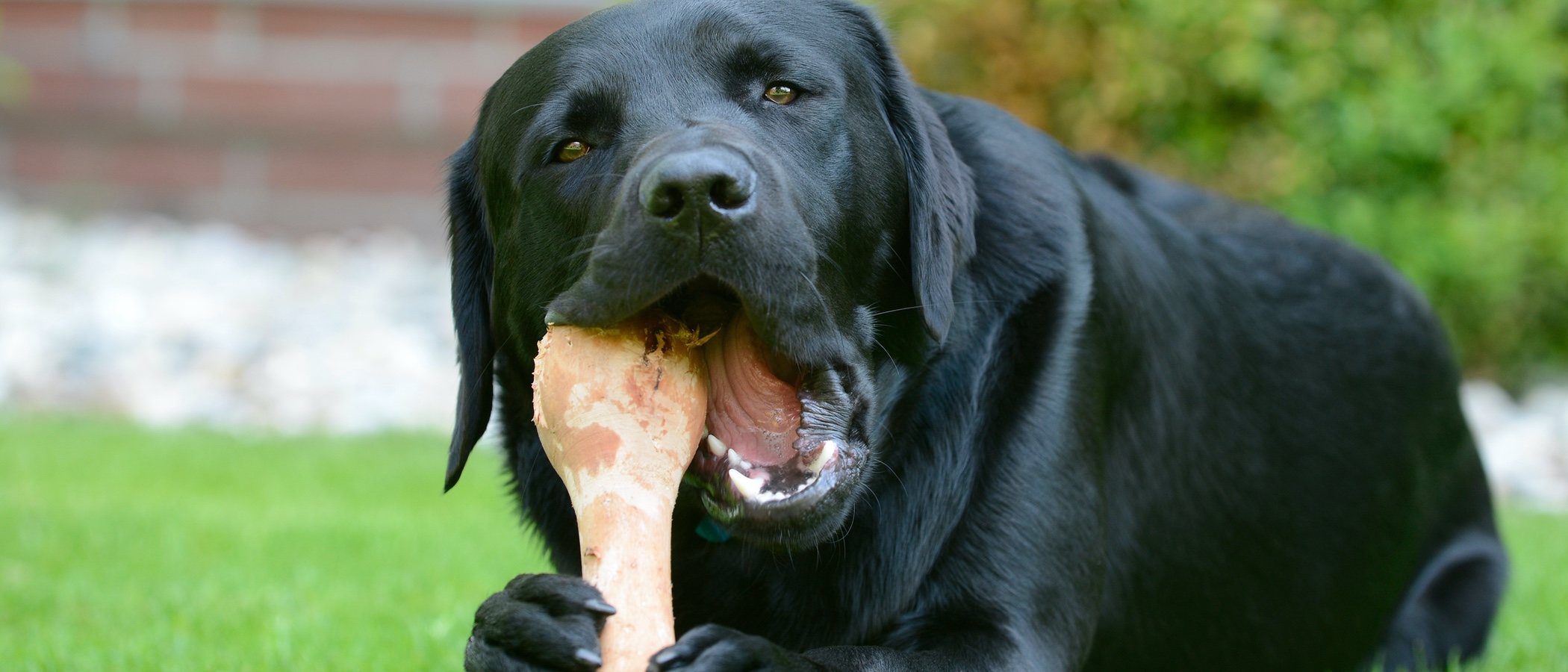 ¿Se pueden dar huesos a los perros?