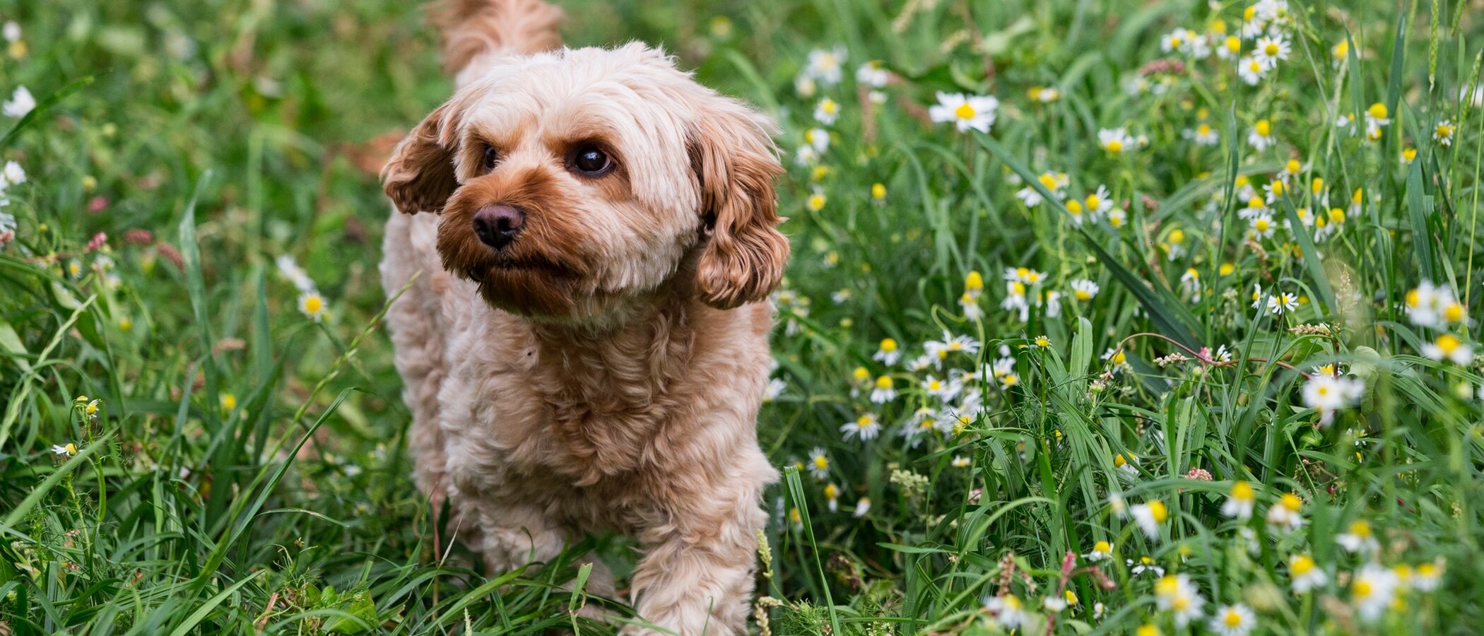 Cavapoo o cavoodle: Conoce todo sobre esta raza de perro