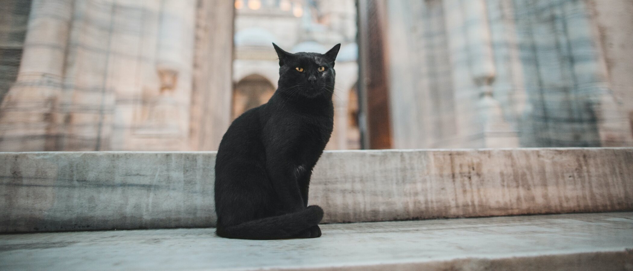 Gatos negros, arañas, murciélagos... Por qué estos animales son típicos de Halloween