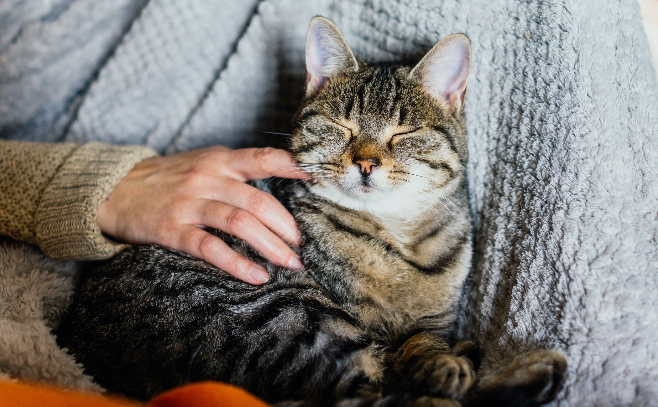 Por qué mi gato babea cuando le acaricio