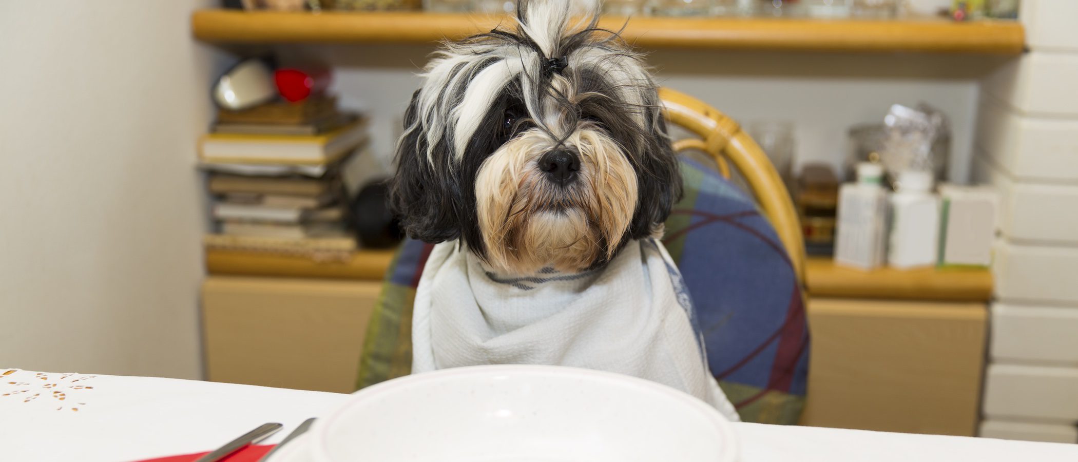 Cómo alimentar a un cachorro de perro recién nacido