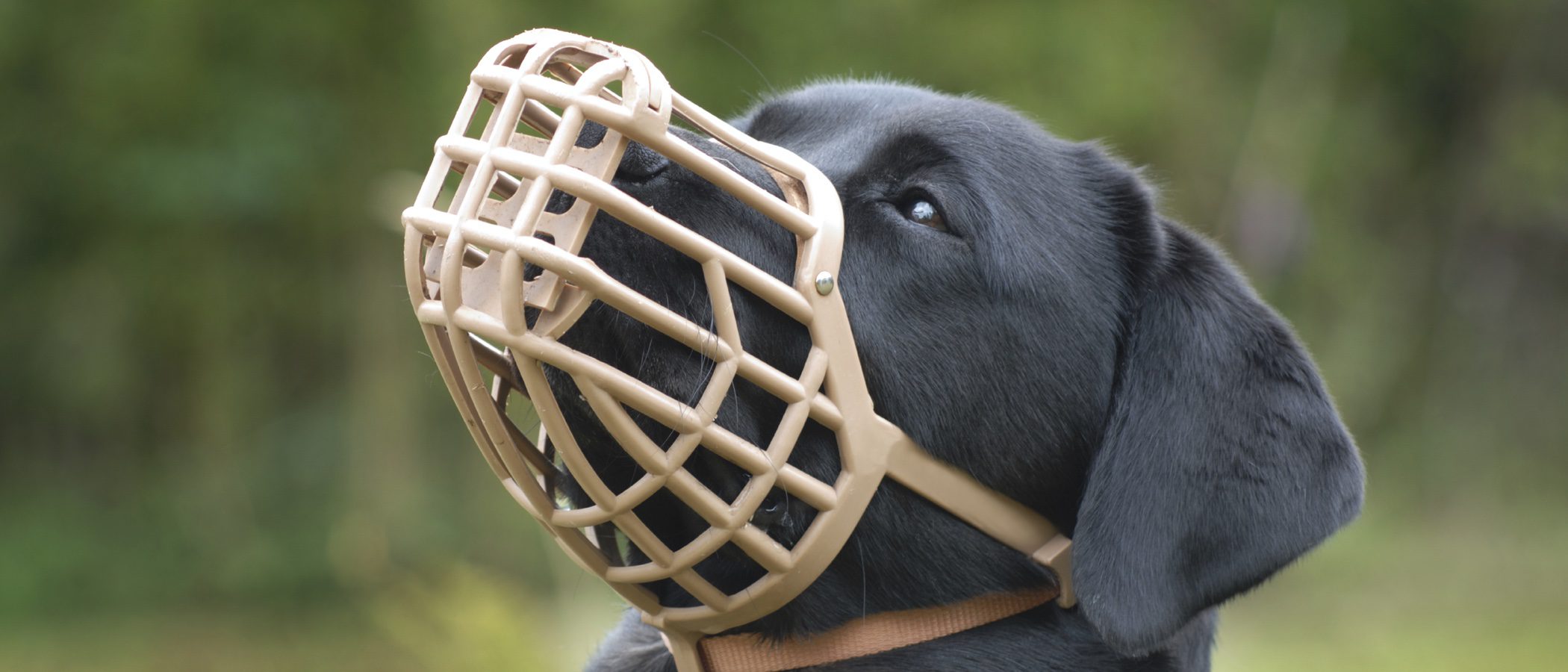 Cuándo poner un bozal a un perro