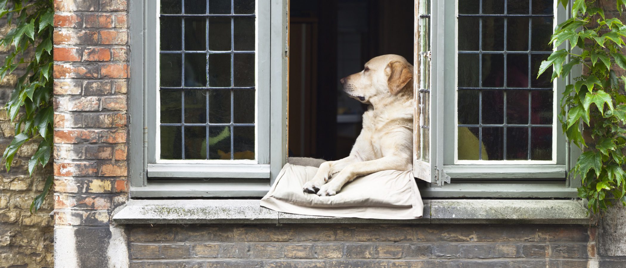 Qué comprar antes de traer un perro a casa