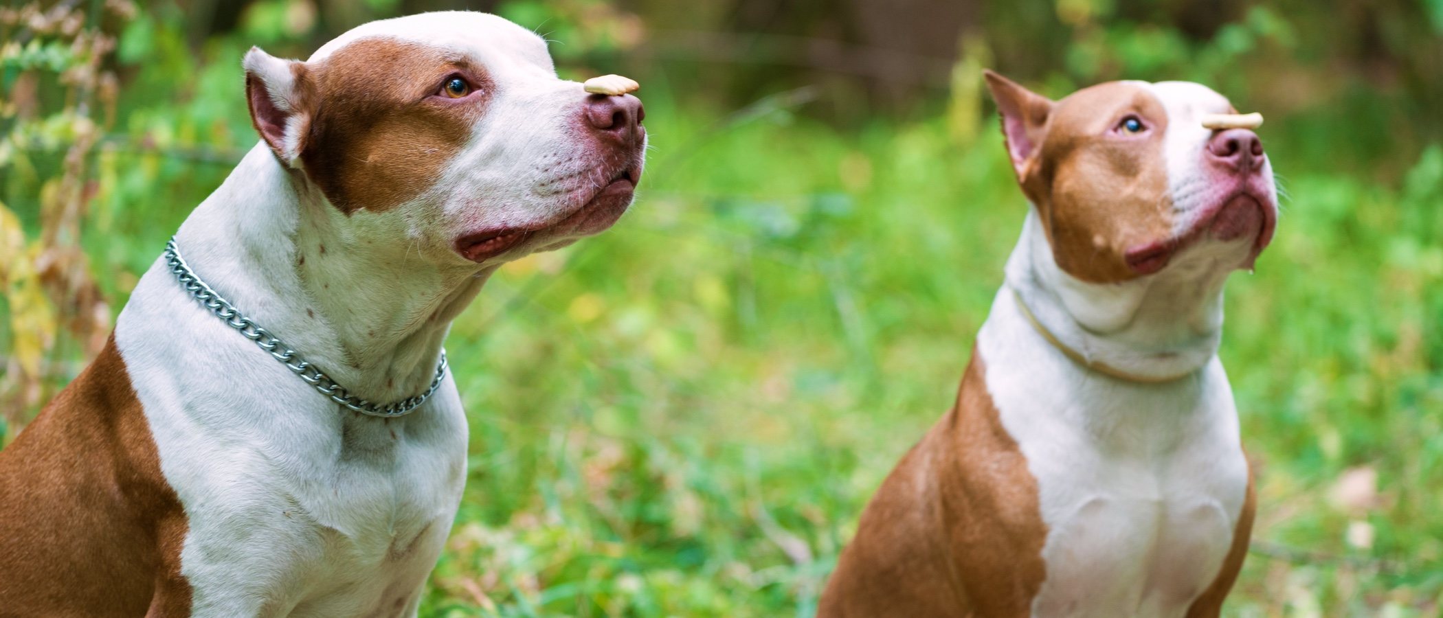 Razas de perros peligrosos