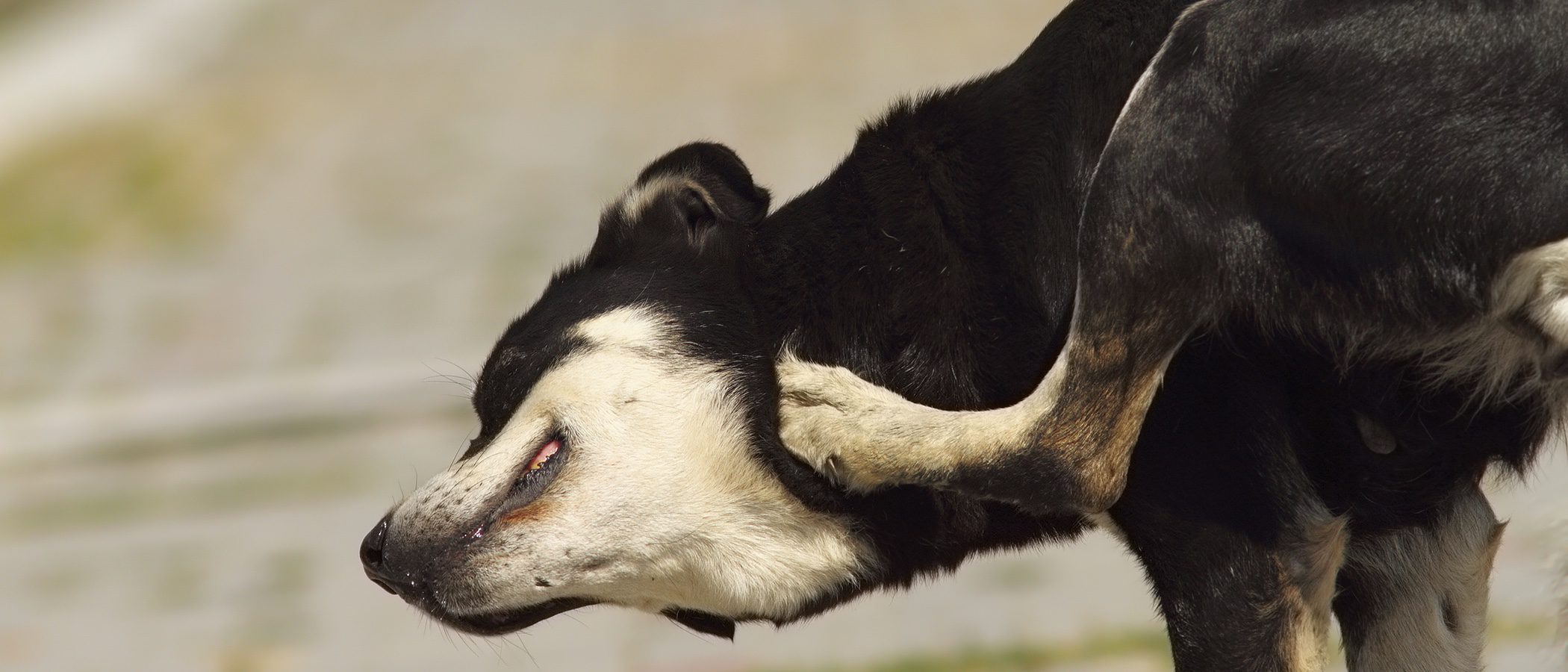 Protege a tu perro de la Leishmaniasis