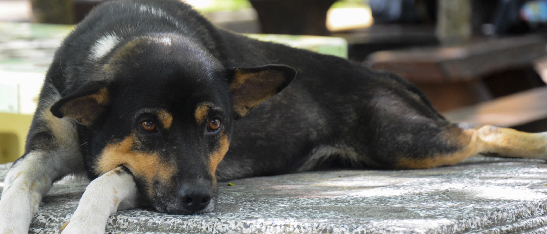 Cuando sacrificar a tu perro es la única opción